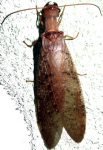 Totonac: a'klhchíchi' Latin:  Order Megaloptera Fam. Corydalidae English: aquatic larval stage of the Dobsonfly 