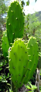a:xílh (nopal—Opuntia spp.)