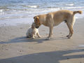 Golden retriever puppy 5432.jpg