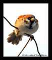 Angry birds 4094.jpg